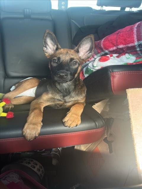 Photo of Cookie, adoptable Belgian Shepherd Malinois in Chatsworth, California