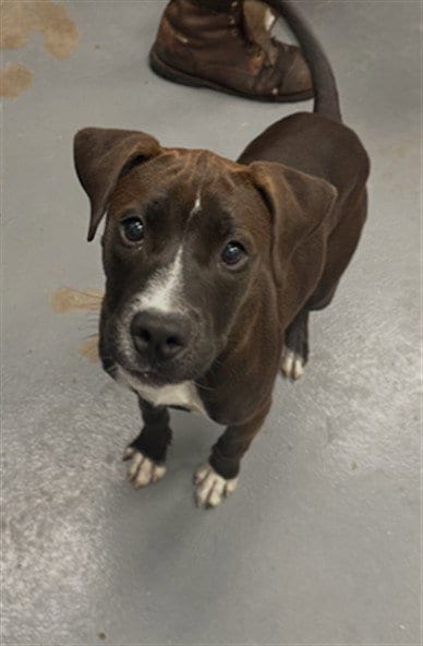 Photo of Socks, adoptable Labrador Retriever in Peoria, Illinois
