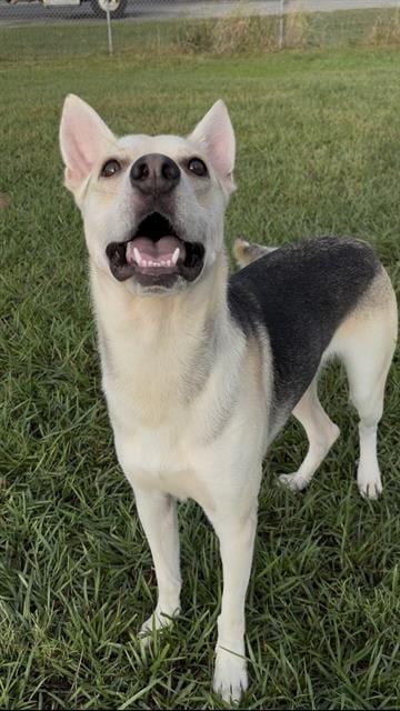 Photo of Elrick, adoptable German Shepherd Dog in Rosenberg, Texas