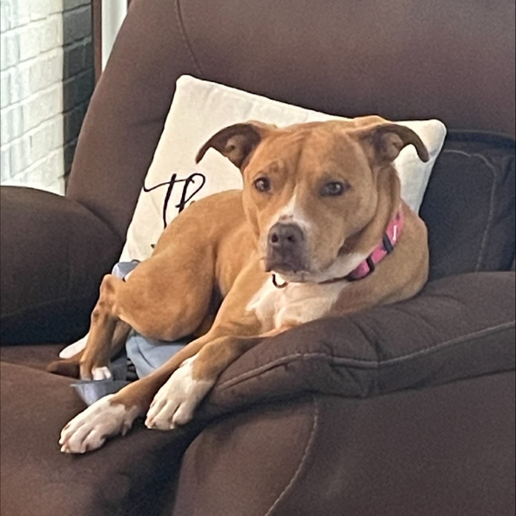 Photo of Marjorie, adoptable Mixed Breed (Medium) in St. Louis, Missouri