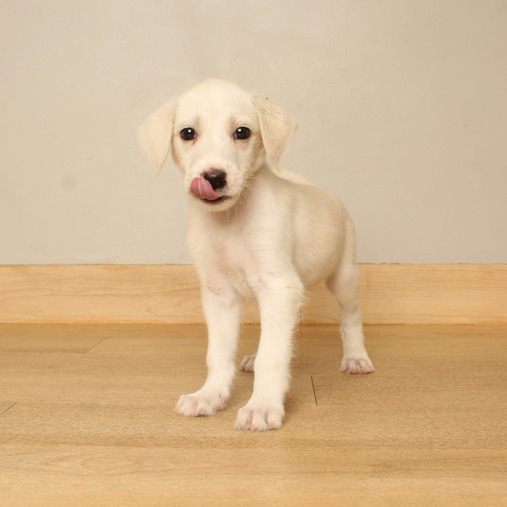 Photo of Kermit D71475, adoptable Terrier, Airedale in Minnesota, Minnesota