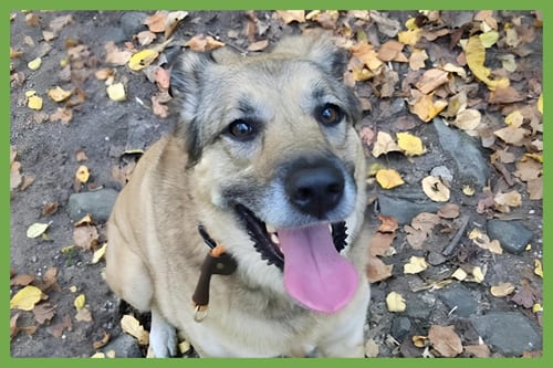 Photo of Freya, adoptable Anatolian Shepherd in Amherst, Massachusetts