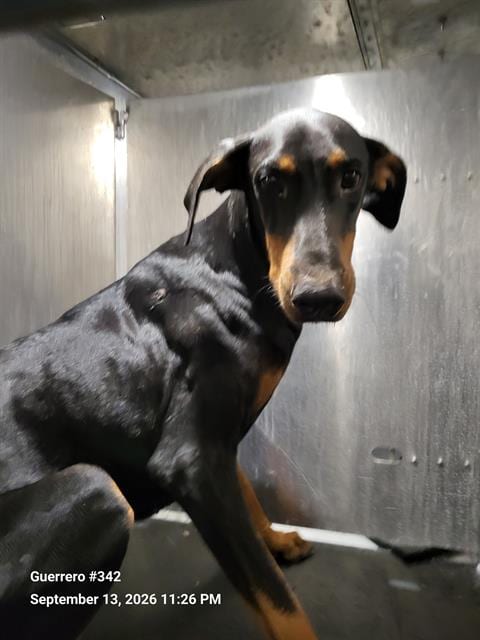 Photo of A826018, adoptable Doberman Pinscher in San Antonio, Texas