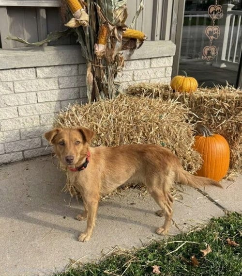 Photo of Iggy, adoptable Golden Retriever in Genesee, Wisconsin