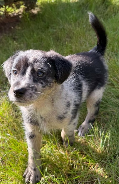 Photo of Jessie, adoptable Border Collie in Anchorage, Alaska