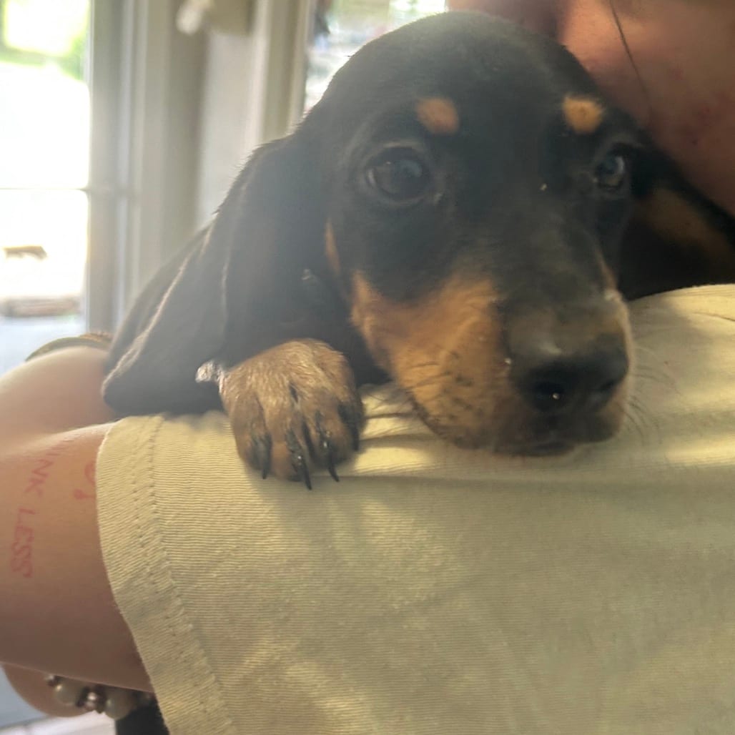 Photo of Topanga, adoptable Coonhound, Bluetick / Mix in Starkville, Mississippi