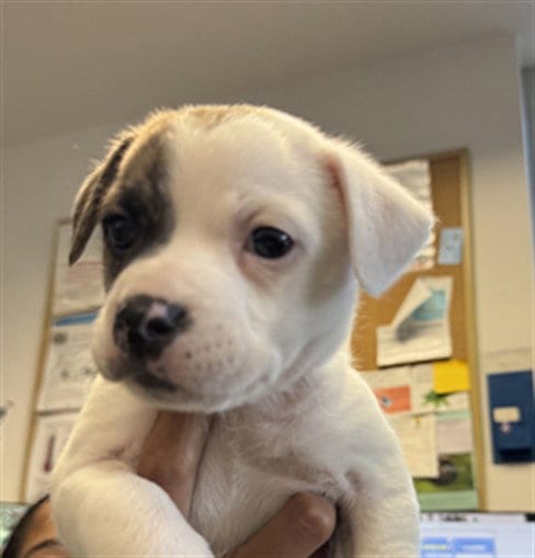 Photo of Nola, adoptable Pit Bull Terrier in Los Angeles, California