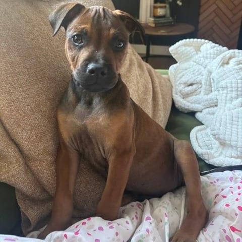 Photo of Rodrigo D70515, adoptable Terrier, American Pit Bull / Mixed Breed (Small) in Minnesota, Minnesota