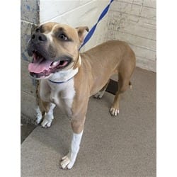 Photo of Trixie, adoptable American Pit Bull Terrier in San Bernardino, California