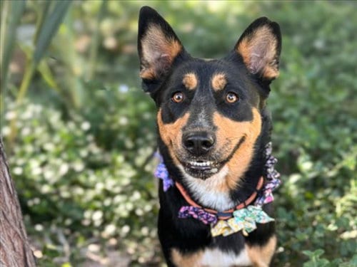 Photo of Unity, adoptable Australian Kelpie in San Pedro, California