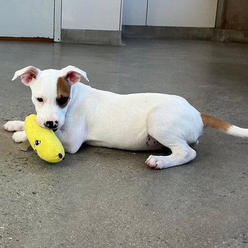 Photo of Yahoo, adoptable Unknown breed in Rancho Santa Fe, California