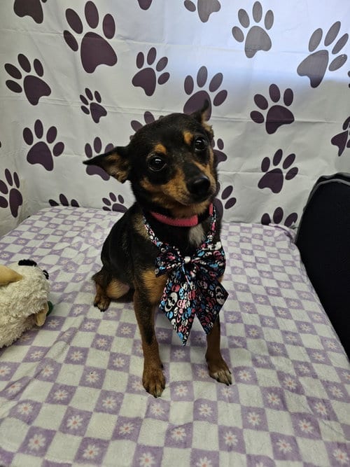 Photo of Chef, adoptable Rat Terrier in Metairie, Louisiana