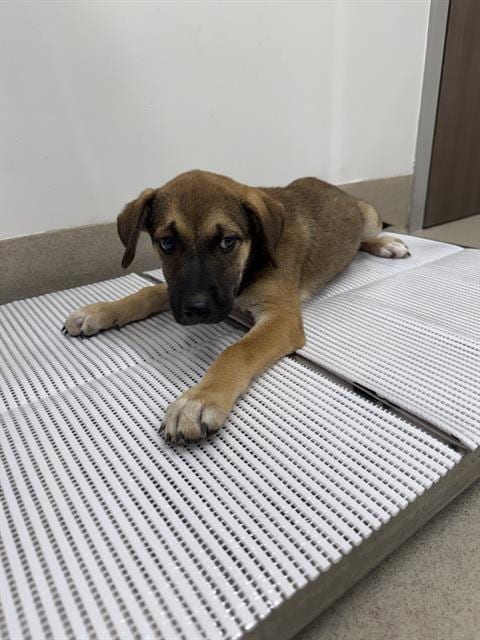 Photo of Vox, adoptable Labrador Retriever in Baytown, Texas