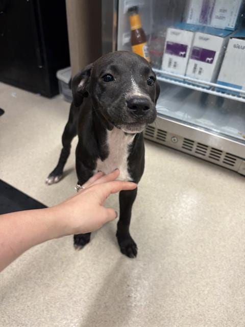 Photo of Brother, adoptable Labrador Retriever in Baytown, Texas