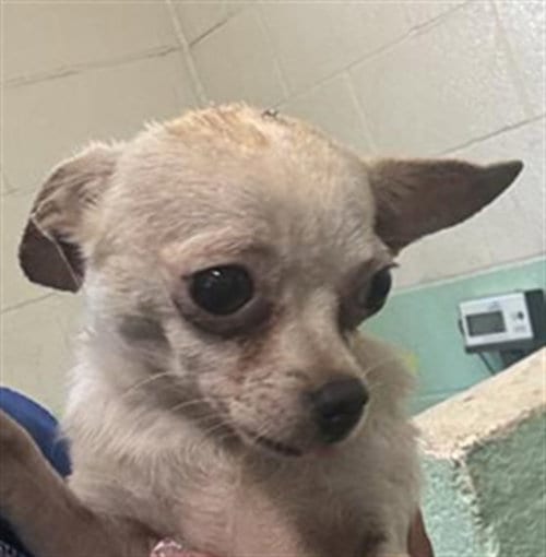 Photo of Sweet Pea, adoptable Chihuahua in Sacramento, California