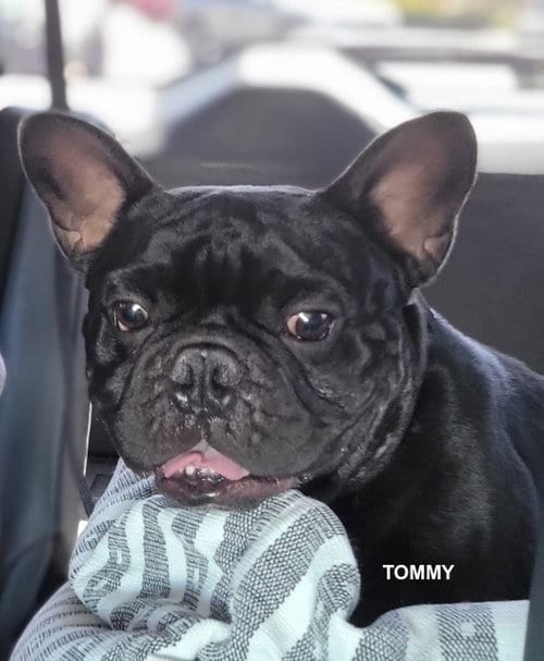 Photo of Tommy, adoptable French Bulldog in Woodland Hills, California