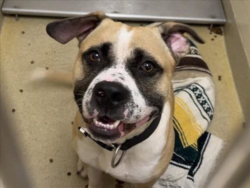Photo of Jeremy, adoptable American Bulldog in Chapel Hill, North Carolina