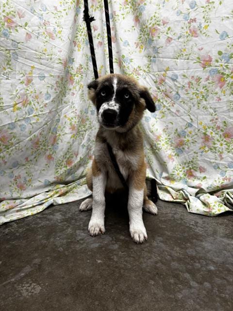 Photo of Rosie, adoptable German Shepherd Dog in Rosenberg, Texas