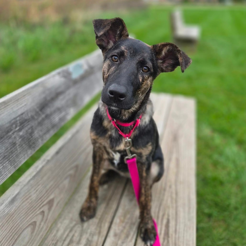 Photo of Ginny, adoptable Mixed Breed (Medium) in Woodstock, Illinois