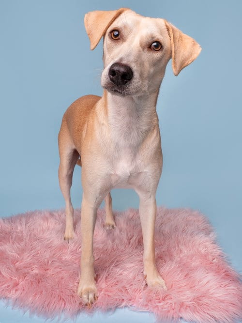 Photo of Dippin Dots, adoptable Labrador Retriever in Romoland, California