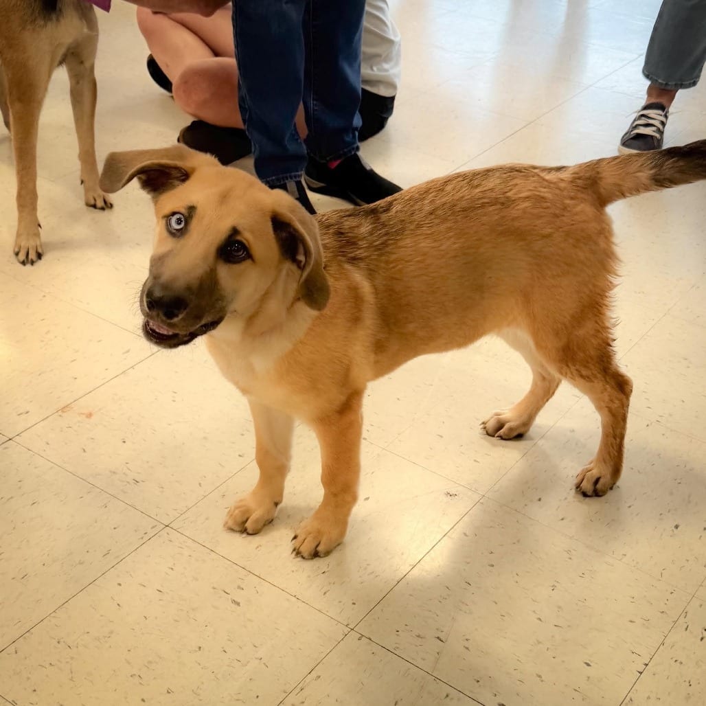 Photo of Tansy 26-04-062, adoptable Mixed Breed (Medium) in Bastrop, Texas