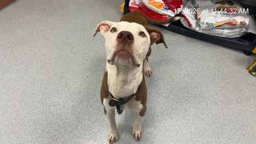 Photo of Rusty, adoptable American Pit Bull Terrier in Ocala, Florida
