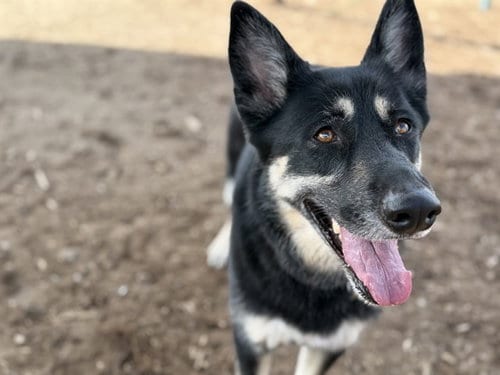 Photo of Mika, adoptable German Shepherd Dog in Denver, Colorado