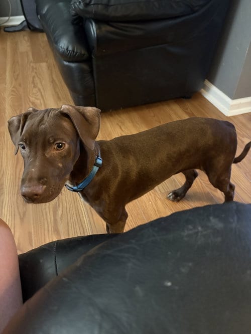 Photo of Percy, adoptable German Shorthaired Pointer in Virginia Beach, Virginia