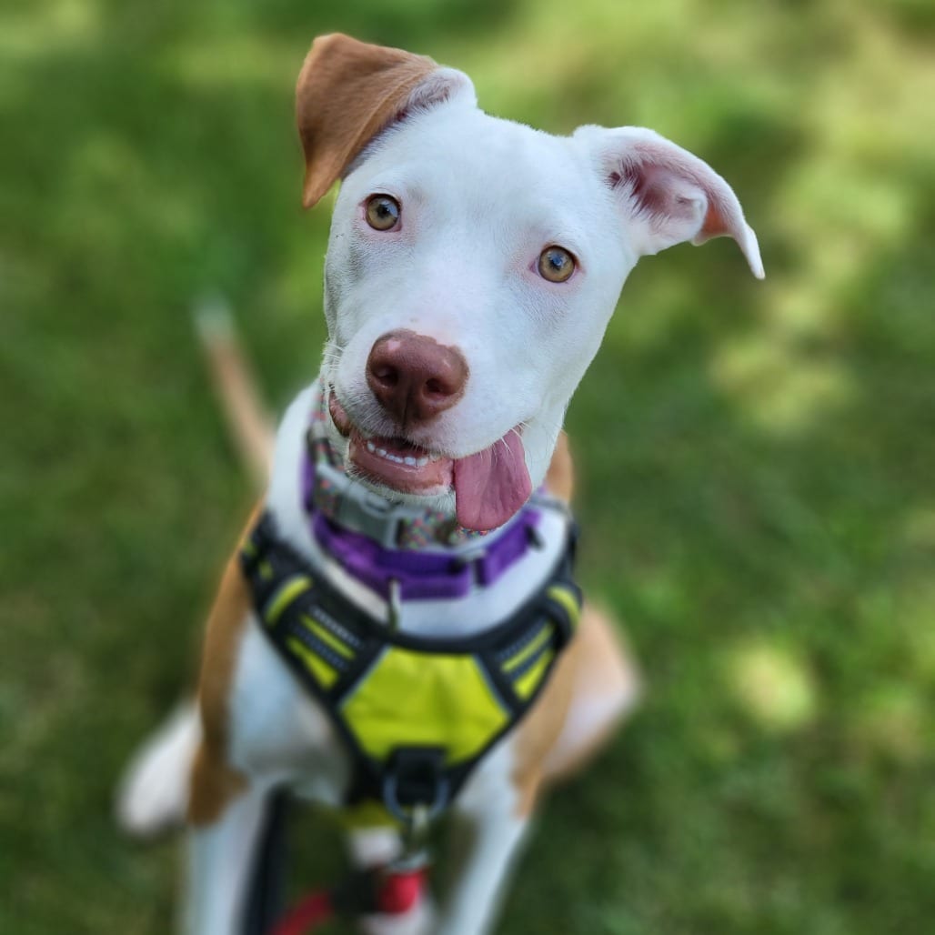 Photo of Serrano, adoptable Mixed Breed (Medium) in South Elgin, Illinois