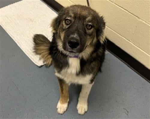 Photo of Franklin, adoptable Siberian Husky in Denver, Colorado