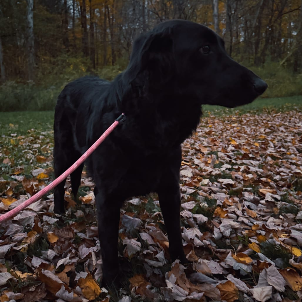 Photo of Gabby, adoptable Collie in Pennellville, New York