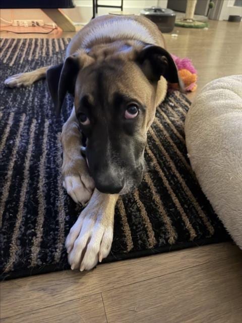 Photo of Honda, adoptable Hound in Chapel Hill, North Carolina