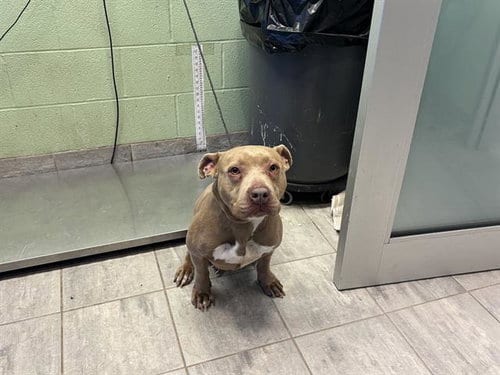 Photo of Lilly, adoptable American Pit Bull Terrier in Grand Prairie, Texas
