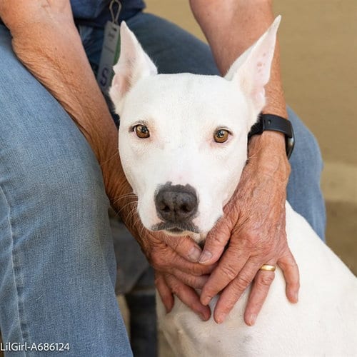 Photo of Lil Girl, adoptable Dogo Argentino in Sacramento, California
