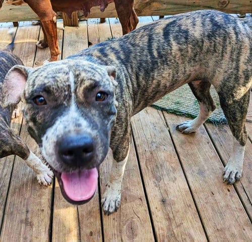 Photo of Timber, adoptable Pit Bull Terrier in Harrison, Arkansas