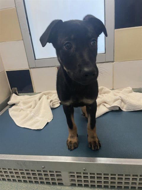 Photo of Steve O, adoptable German Shepherd Dog in Plano, Texas