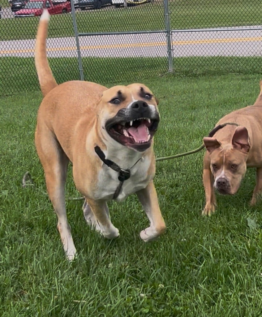 Photo of Draco, adoptable Mixed Breed in New Cumberland, West Virginia