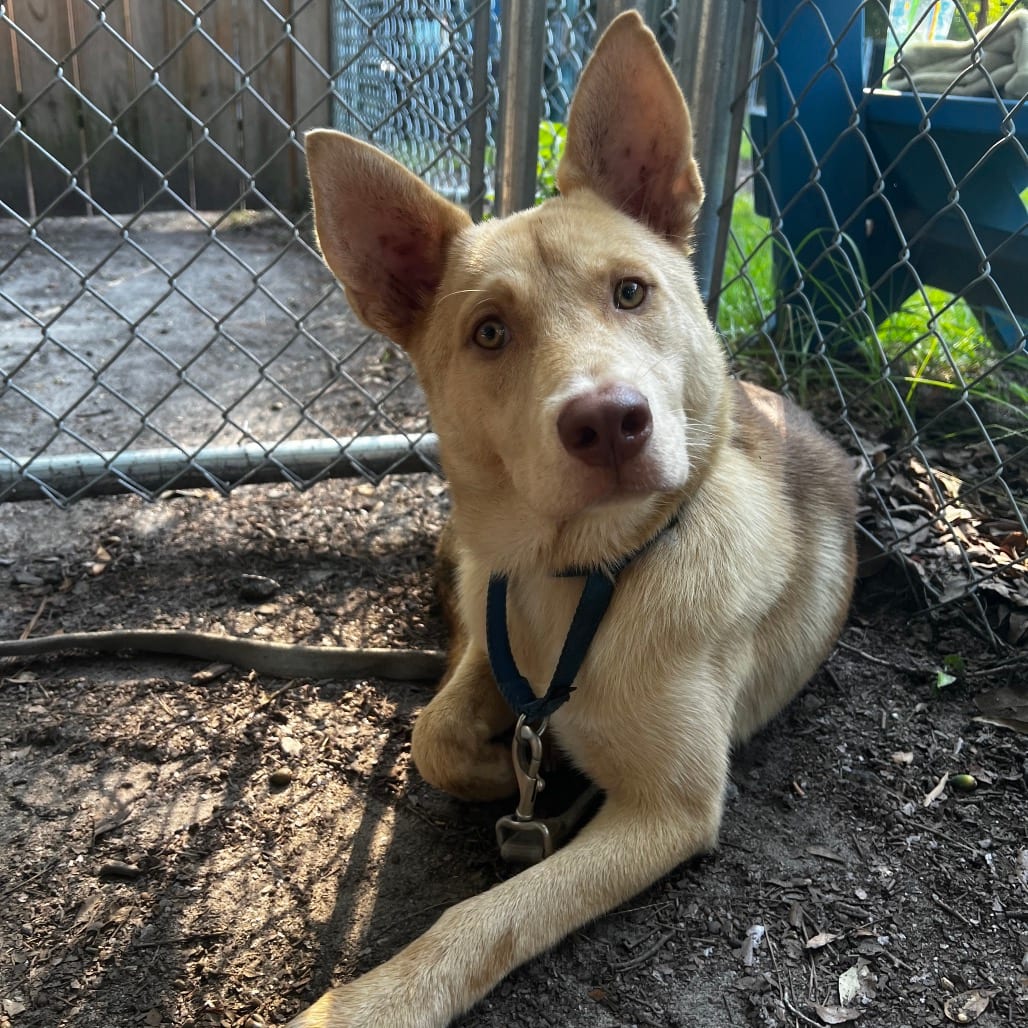 Photo of Honey Dew, adoptable Shepherd in Summerville, South Carolina