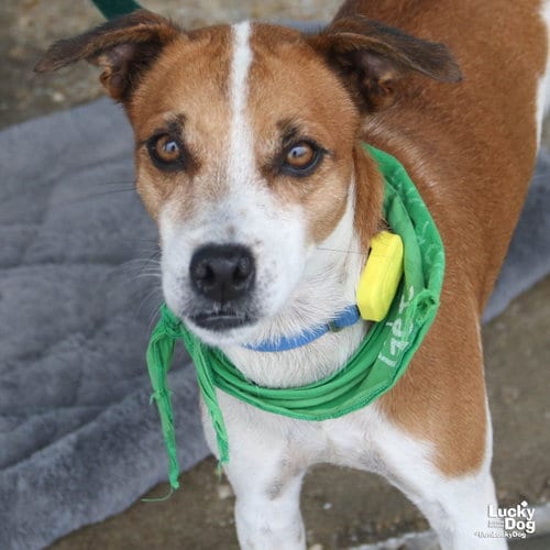 Photo of Chapa, adoptable Labrador Retriever in Washington, District of Columbia
