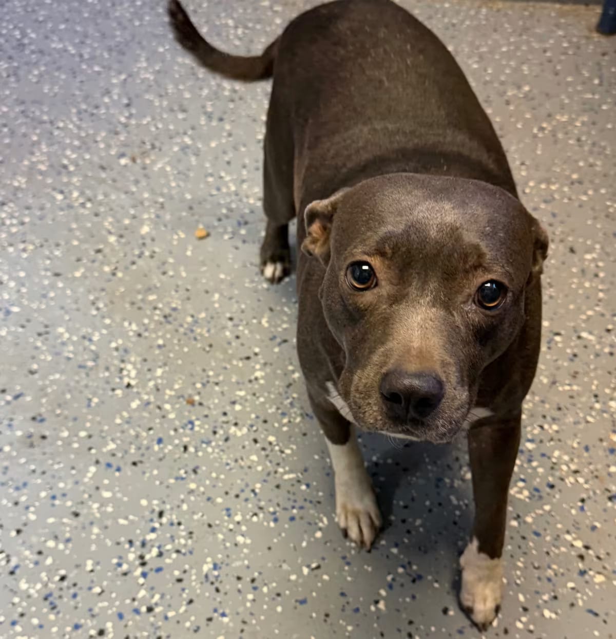 Photo of Josie, adoptable American Bulldog/American Pit Bull Terrier in Tuscaloosa, Alabama