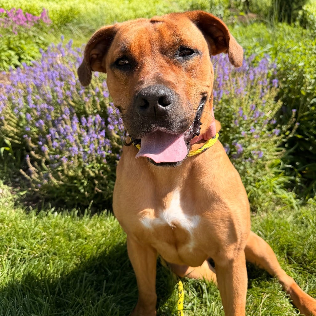 Photo of Autumn, adoptable Mixed Breed (Large) in St. Louis, Missouri
