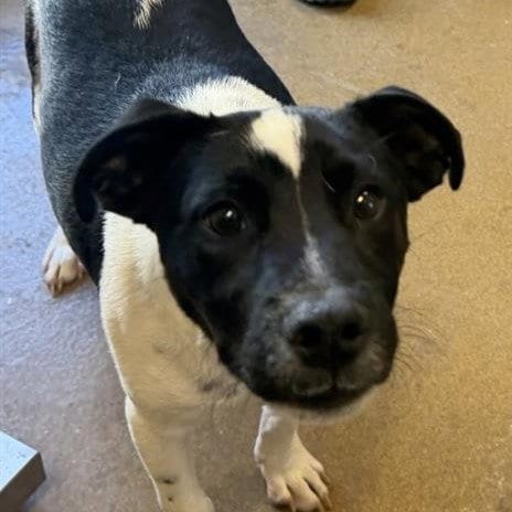 Photo of Chico, adoptable Terrier in San Antonio, Texas