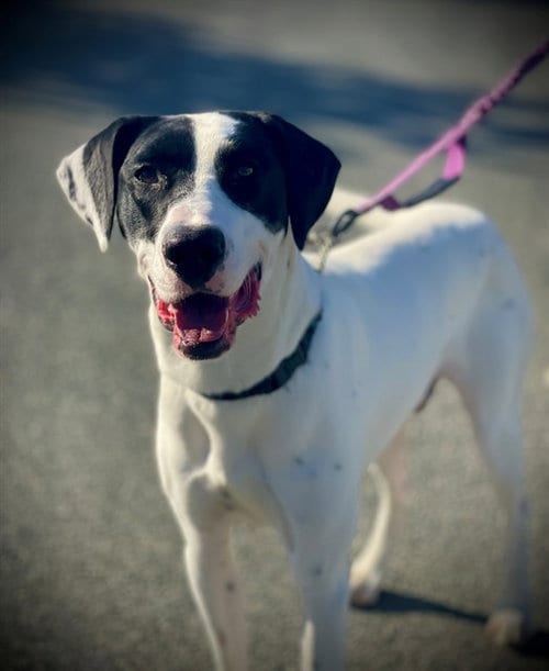 Photo of Bumper, adoptable Pointer in San Andreas, California