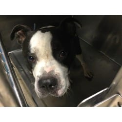 Photo of Twinkie, adoptable American Pit Bull Terrier in Jurupa Valley, California