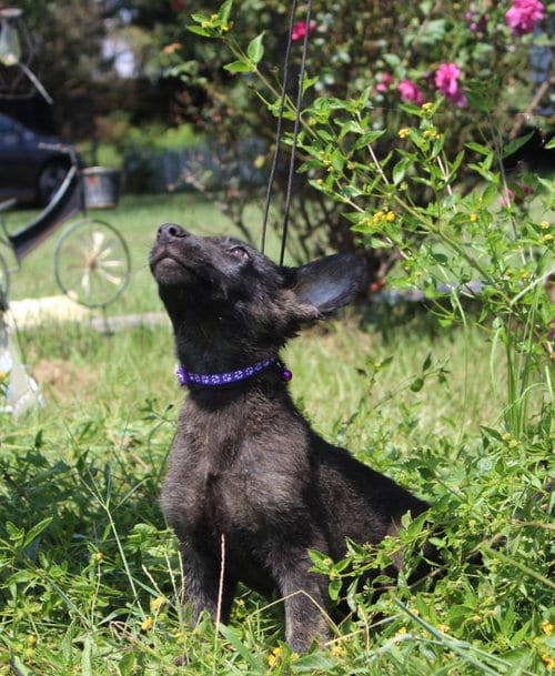 Photo of Zane 8/10 weeks Neuter Contract Required $425, adoptable German Shepherd Dog in Holly Hill, South Carolina