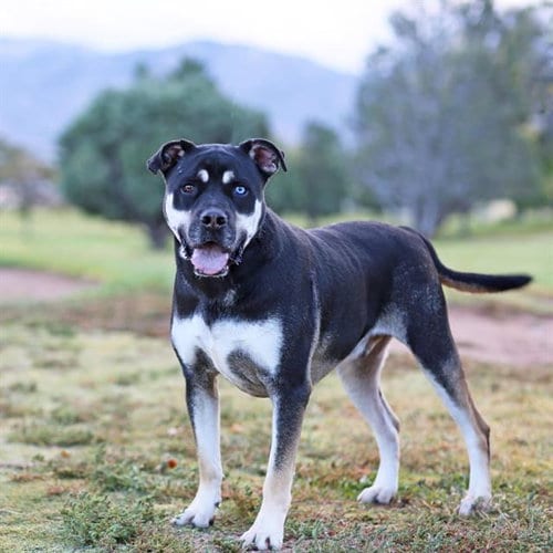 Photo of Bear, adoptable American Pit Bull Terrier in Albuquerque, New Mexico