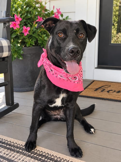 Photo of Oreo, adoptable Labrador Retriever in Mt. Laurel, New Jersey