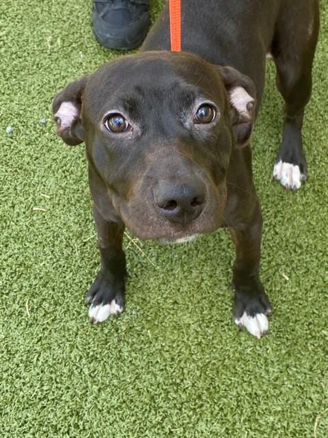 Photo of Pocahontas, adoptable Pit Bull Terrier in Fayetteville, North Carolina