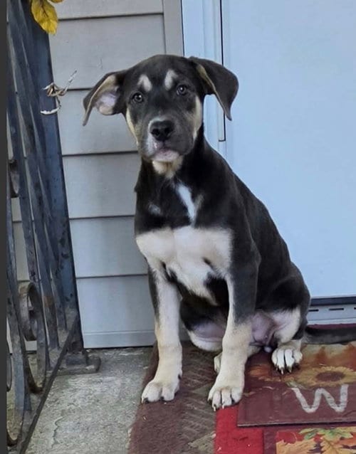 Photo of Heifer (NY-Shari), adoptable German Shepherd Dog in SHERBURNE, New York