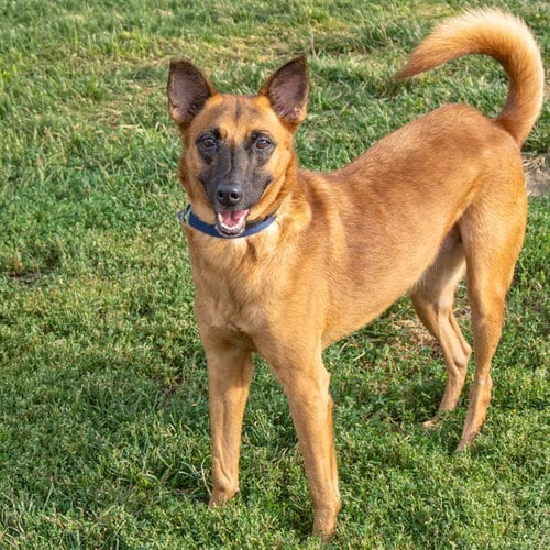 Photo of Faye, adoptable German Shepherd Dog in St Louis, Missouri